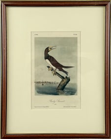 AFTER JOHN JAMES AUDUBON (America, 19th Century), "Booby Gannet"., Colored lithograph, 9" x 6".
