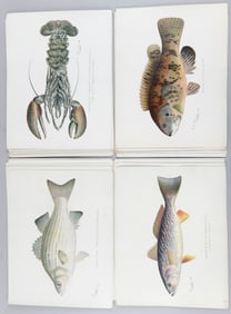 PORTFOLIO OF APPROX. 46 FISH PRINTS 9.5" x 12.25". Unframed.