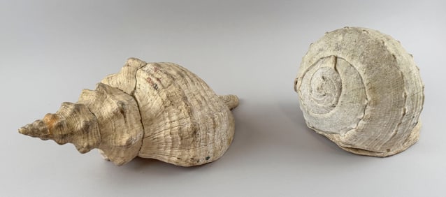 TWO LARGE SEASHELLS 20th Century Lengths 12" and 17".