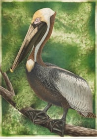 JOHN COSTIN (Florida, 20th Century), Brown Pelican., Copperplate engraving, 33" x 24". Framed 45" x