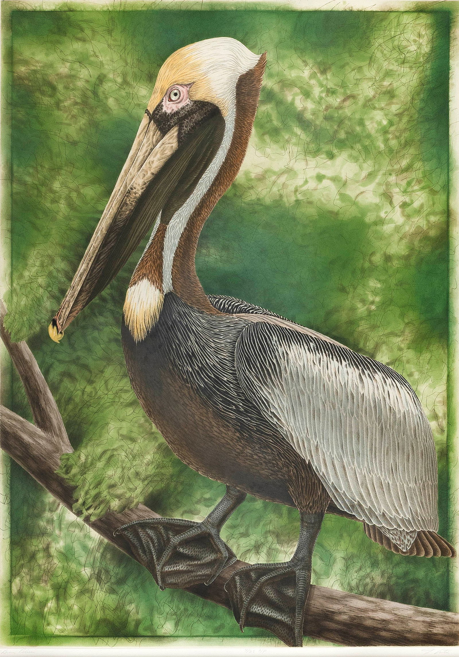JOHN COSTIN (Florida, 20th Century), Brown Pelican., Copperplate engraving, 33" x 24". Framed 45" x (1 of 3)
