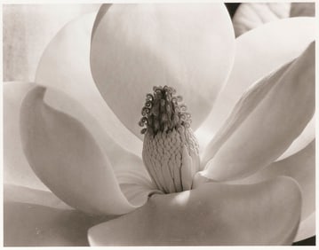 IMOGEN CUNNINGHAM (California/Oregon, 1883-1976), Magnolia Blossom, 1925., 12" x 15.25". Framed
