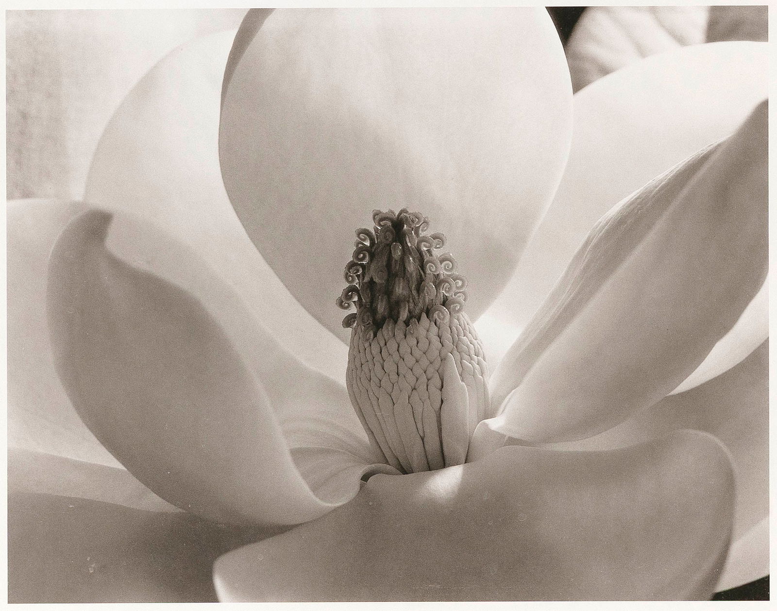 IMOGEN CUNNINGHAM (California/Oregon, 1883-1976), Magnolia Blossom, 1925., 12" x 15.25". Framed (1 of 6)