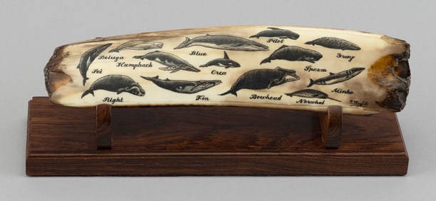 ENGRAVED FOSSILIZED WALRUS TUSK FRAGMENT BY ROBERT MONFILS 20th Century Length 10.75". On a