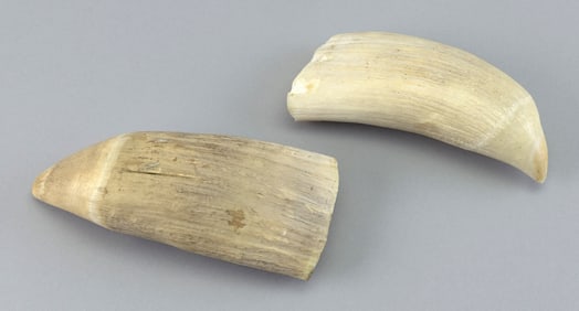 * TWO UNPOLISHED WHALE'S TEETH Lengths 6.25" and 7".