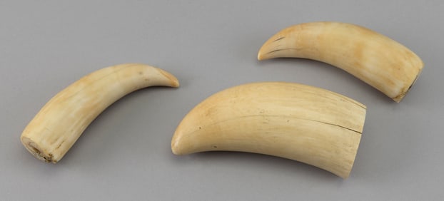 * THREE POLISHED WHALE'S TEETH Lengths from 5.5" to 6".