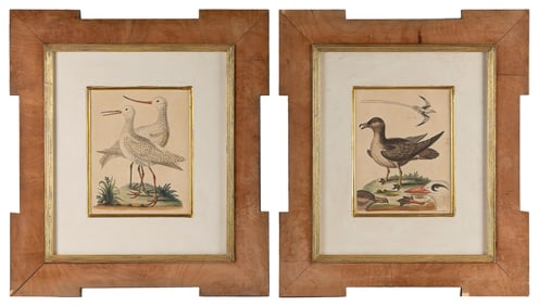 TWO HAND-COLORED BIRD ENGRAVINGS AFTER GEORGE EDWARDS 18th Century 10" x 7.5" sight. Framed 23" x