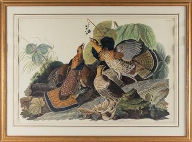 "RUFFED GROUSE" AFTER JOHN JAMES AUDUBON 20th Century Print, 24.75" x 37" sight. Framed 34" x 46".