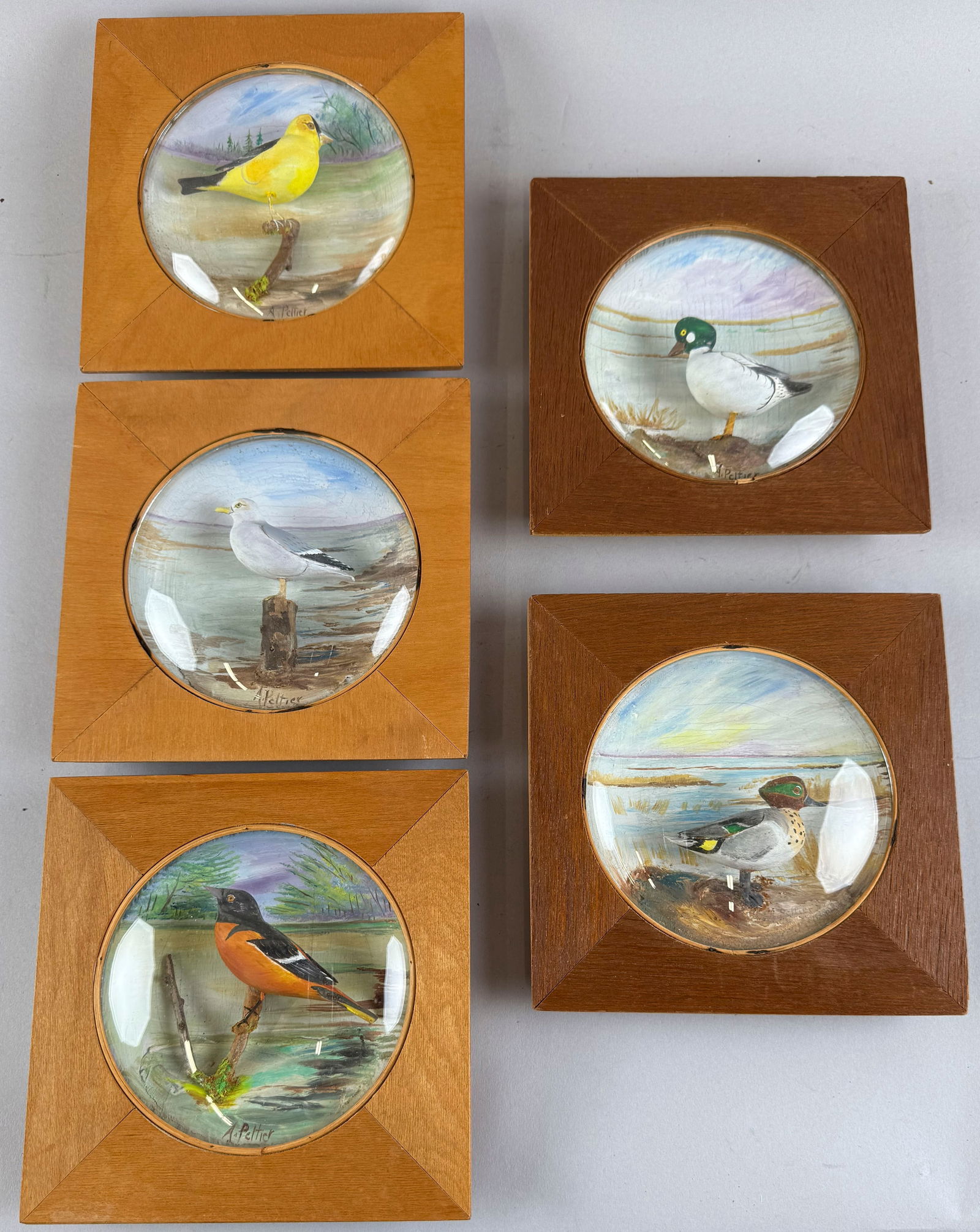 FIVE SHADOW BOX BIRD DIORAMAS 20th Century Framed 7" x 7". (1 of 5)