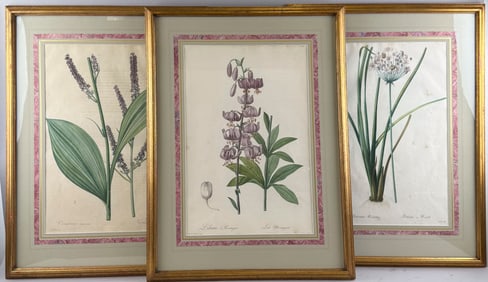 SET OF THREE PIERRE-JOSEPH REDOUT? BOTANICAL PRINTS 19th Century Lithographs on paper, 20" x 13".