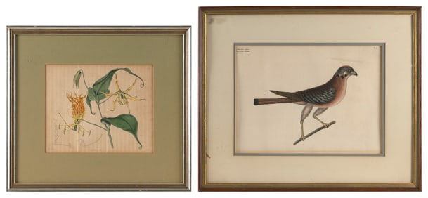 MARK CATESBY (England/South Carolina, 1683-1749), "Little Hawk"., Hand-colored engraving on cream