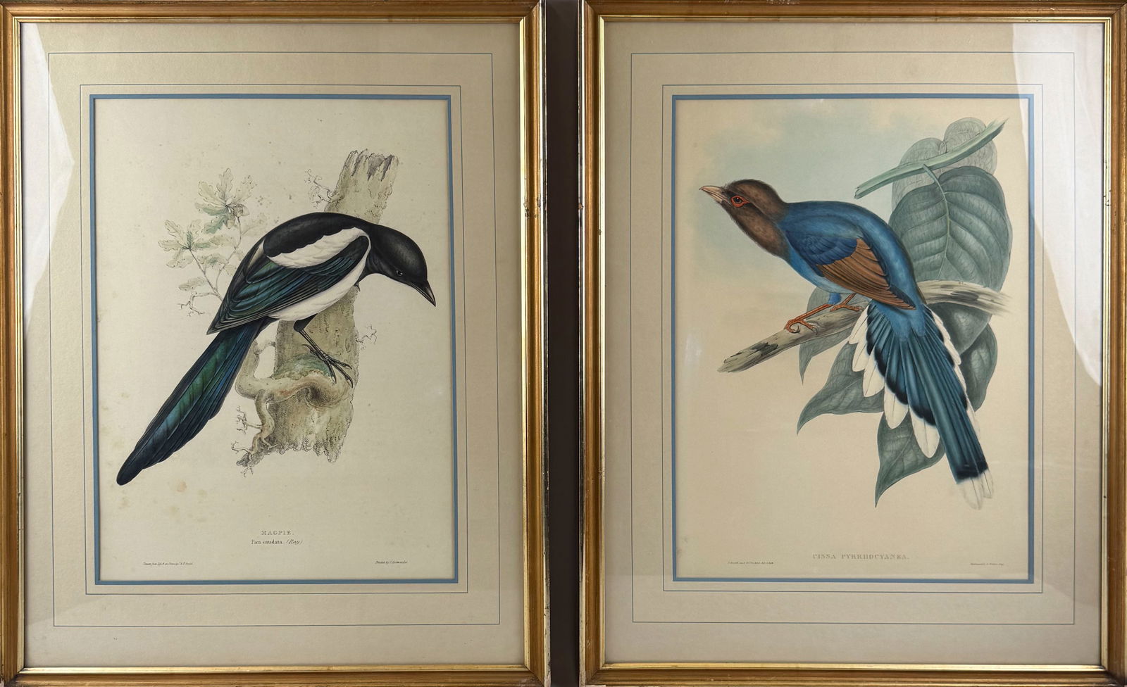 TWO JOHN GOULD HAND-COLORED LITHOGRAPHS OF BIRDS 19th Century 18.75" x 13.5" sight. Framed 27" x (1 of 8)