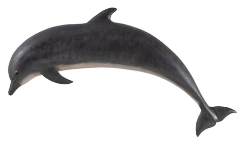 ROGER MITCHELL CARVED WOODEN DOLPHIN PLAQUE Massachusetts, Contemporary Height approx. 13". Length
