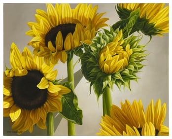 LOREN DIBENEDETTO (New Jersey, Contemporary), Sunflowers., Oil on canvas, 24" x 30". Unframed.