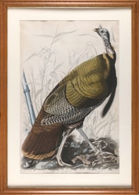 AFTER JOHN JAMES LAFOREST AUDUBON (New York/France, 1785-1851), "Great American Cock Male", 1827.,