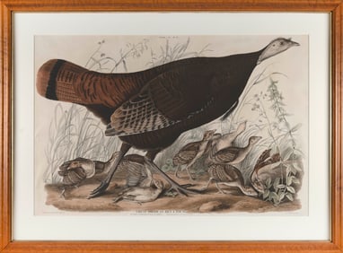 JOHN JAMES LAFOREST AUDUBON (New York/France, 1785-1851), "Great American Hen & Young", circa 1829.,