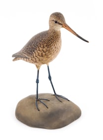 EXTREMELY RARE A. ELMER CROWELL LIFE-SIZE MARBLED GODWIT East Harwich, Massachusetts, 1862-1952