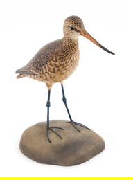 EXTREMELY RARE A. ELMER CROWELL LIFE-SIZE MARBLED GODWIT East Harwich, Massachusetts, 1862-1952
