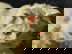 item-210471709=5