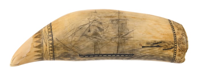 IMPORTANT LADY WELLINGTON ENGRAVER SCRIMSHAW WHALE'S TOOTH Circa 1840 Length 9.5".