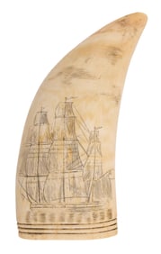 SCRIMSHAW WHALE'S TOOTH 19th Century Length 5.5".
