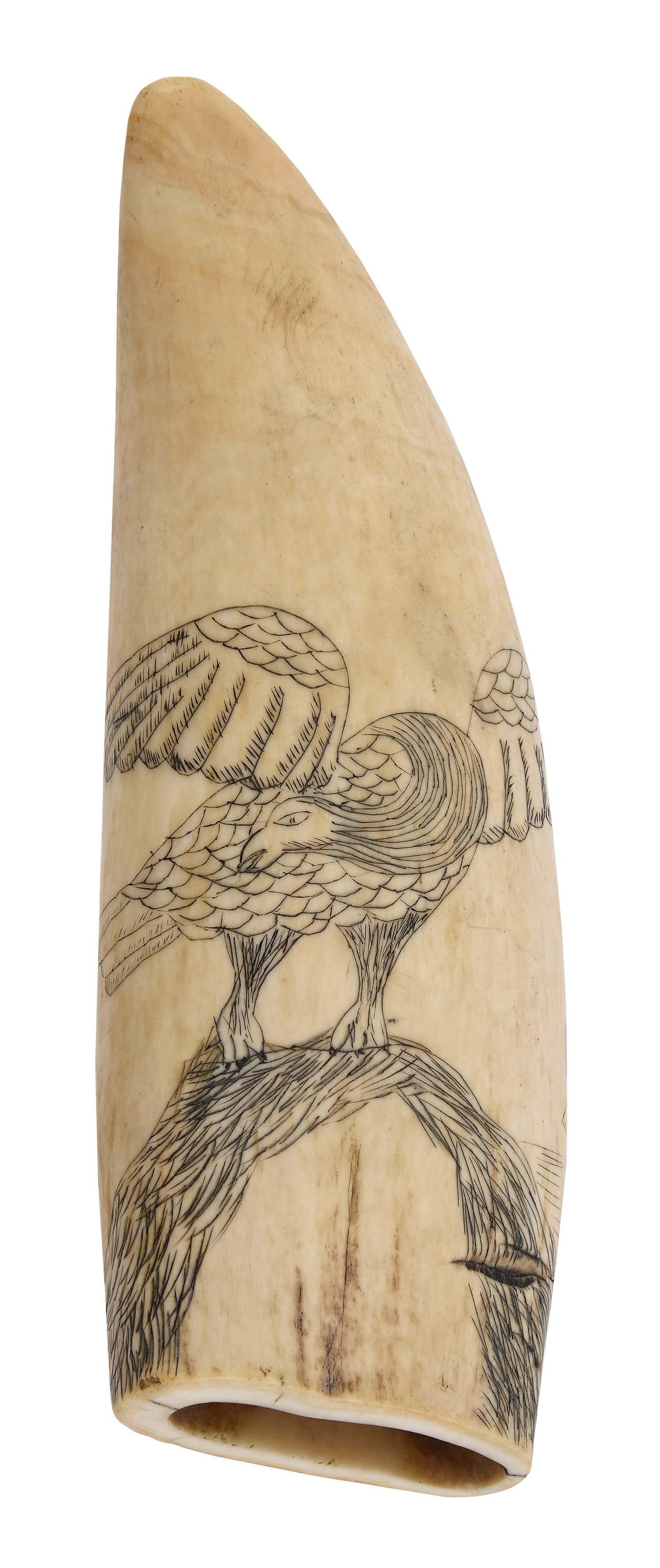 SCRIMSHAW WHALE'S TOOTH 19th Century Length 6".: SCRIMSHAW WHALE'S TOOTH 19th Century Obverse depicts a spread-wing eagle perched on an arched branch. Reverse depicts a sailor and his lady. Length 6".