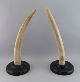 PAIR OF MOUNTED WALRUS TUSKS 19th Century Heights 27.5" and 28.5".