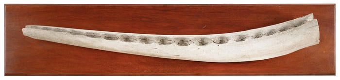 * LOWER JAWBONE OF A SPERM WHALE, Jawbone length 46.25". Backboard 12" x 54.5".