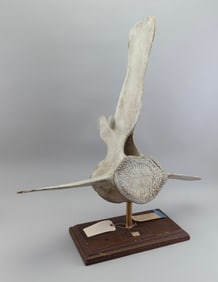 * SEI WHALE VERTEBRAE Height on stand 33". Width 33".