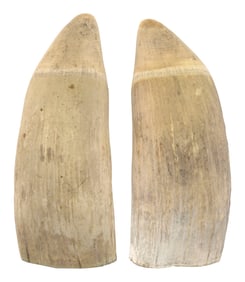 * PAIR OF UNPOLISHED WHALE'S TEETH Lengths 7".