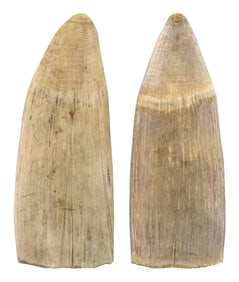 * TWO NEAR-MATCHING UNPOLISHED WHALE'S TEETH Lengths approx. 7".