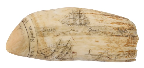 POLYCHROME SCRIMSHAW "A SPERM WHALE'S TOOTH JUNE 11TH 1830" Circa 1830 Length 6.5".
