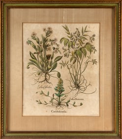 BASILIUS BESLER (Germany, 1561-1629), Creeping bugleweed, spring vetch and red campion.,