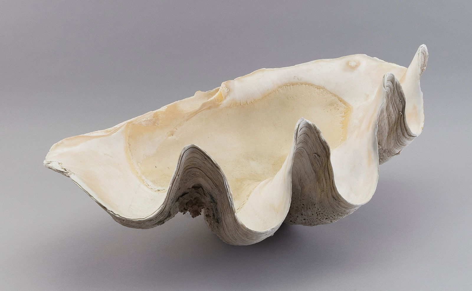GIANT SOUTH SEAS CLAM SHELL Length 24". Width 15.5".