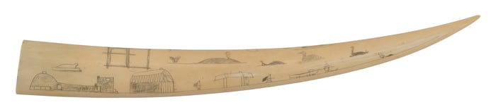 ESKIMO ENGRAVED WALRUS TUSK 20th Century Length 14.5".