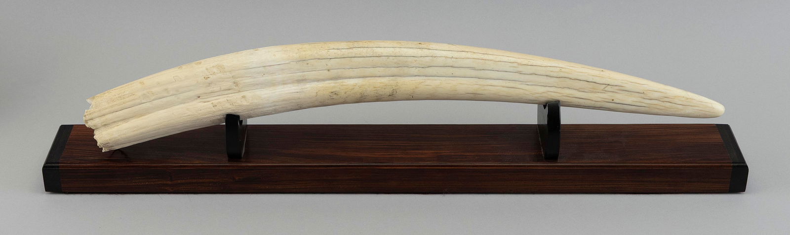 * UNPOLISHED WALRUS TUSK WITH BASE Tusk length 22.75". Base length 25".: * UNPOLISHED WALRUS TUSK WITH BASEContemporary rosewood base with ebony supports. * Per Federal Regulation, this item may only be purchased by a Massachusetts resident and will not be shipped out of s