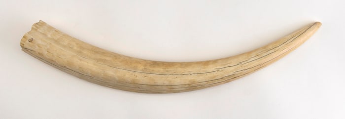* POLISHED WALRUS TUSK Length 19.25".