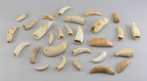 * APPROX. 28 UNENGRAVED WHALE'S TEETH 19th Century Lengths from 3" to 6".