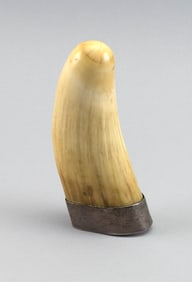 * SEMI-POLISHED WHALE'S TOOTH Length 6.25".