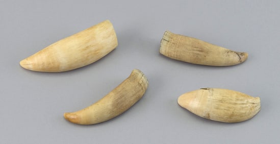 * FOUR SMALL WHALE'S TEETH Lengths from 4" to 4.75".