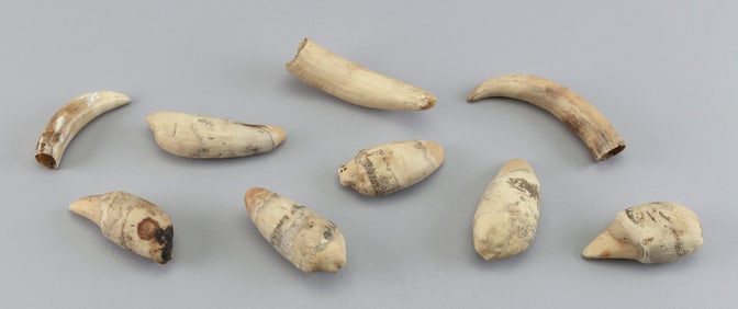 * NINE SEMI-POLISHED WHALE'S TEETH Lengths from 3" to 4.25".