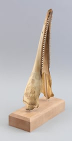 SCRIMSHAW PORPOISE JAW 19th Century Length 13". On a contemporary stand.