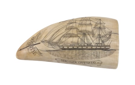 * ENGRAVED WHALE'S TOOTH "WHALER ONTARIO" 20th Century Length 5.25".