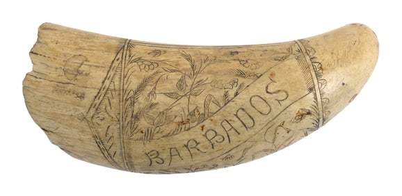 SCRIMSHAW WHALE'S TOOTH "BARBADOS" Late 19th Century Length 6.25".