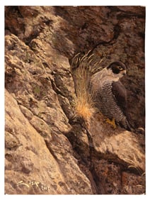 MANUEL SOSA (Spain, 1964-), Peregrine falcon., Oil on masonite, 25" x 18.5". Unframed.