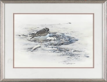 ROBERT VERITY CLEM (Massachusetts/Connecticut, 1933-2010), Piping plover and seaweed., Watercolor