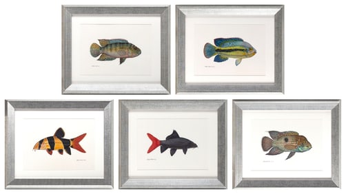 FLICK FORD (America, 1954-), Five fish:, Watercolors on paper, 14" x 18". Framed 17.5" x 21.5".