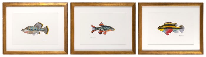 FLICK FORD (United States, 1954-), Three fish:, Watercolors on paper, 14" x 18". Framed 16" x 20".