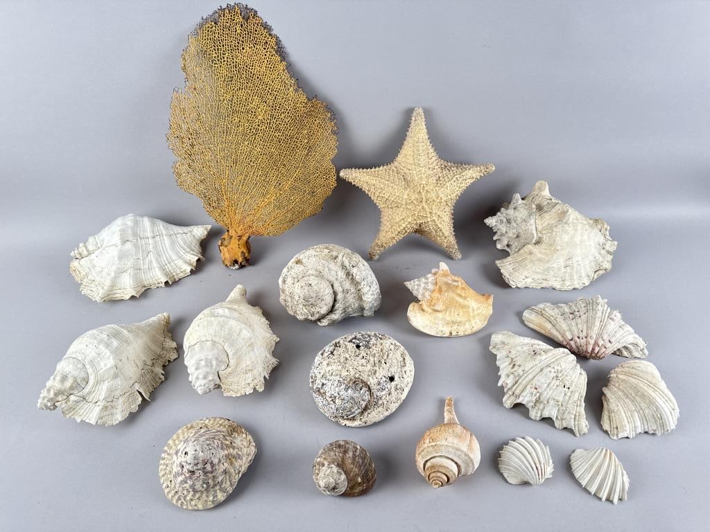 LARGE COLLECTION OF SHELLS 20th Century Largest 15" x 10.5": LARGE COLLECTION OF SHELLS20th CenturyIncludes conchs, abalone, etc.Largest 15" x 10.5"