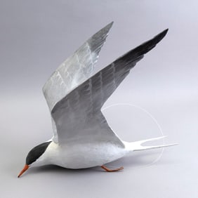 PETER PELTZ LIFE-SIZE COMMON TERN East Sandwich, Massachusetts, 1915-2001 Height 12.5". Length 13".